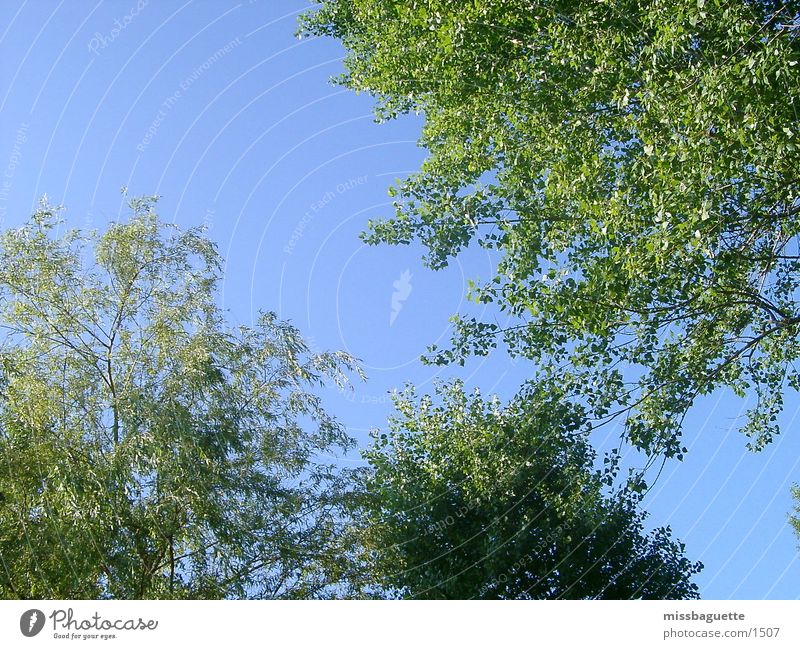 Bäume Baum grün Sommer Himmel blau Sonne hell