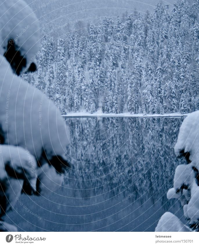 Silser See Schnee Wald Baum Schweiz Silsersee Engadin Reflexion & Spiegelung