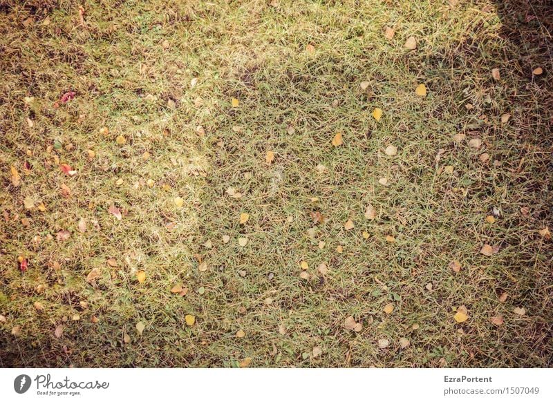 historisch|Rasen vom Vorjahr (inklusive zackiger Beschattung) Umwelt Natur Erde Sonne Gras Garten Park Wiese Linie natürlich grün Blatt Schatten Schattenseite