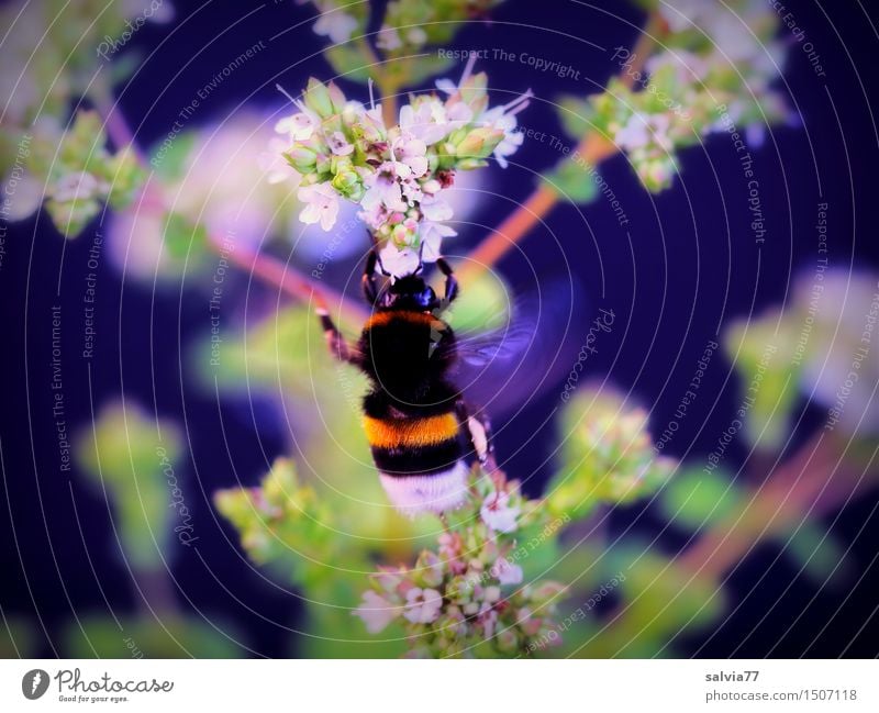 Brummer Natur Tier Sommer Pflanze Blatt Blüte Oregano Garten Wildtier Hummel Hummelflug Insekt 1 wählen Duft entdecken fliegen weich Kräuter & Gewürze Blühend