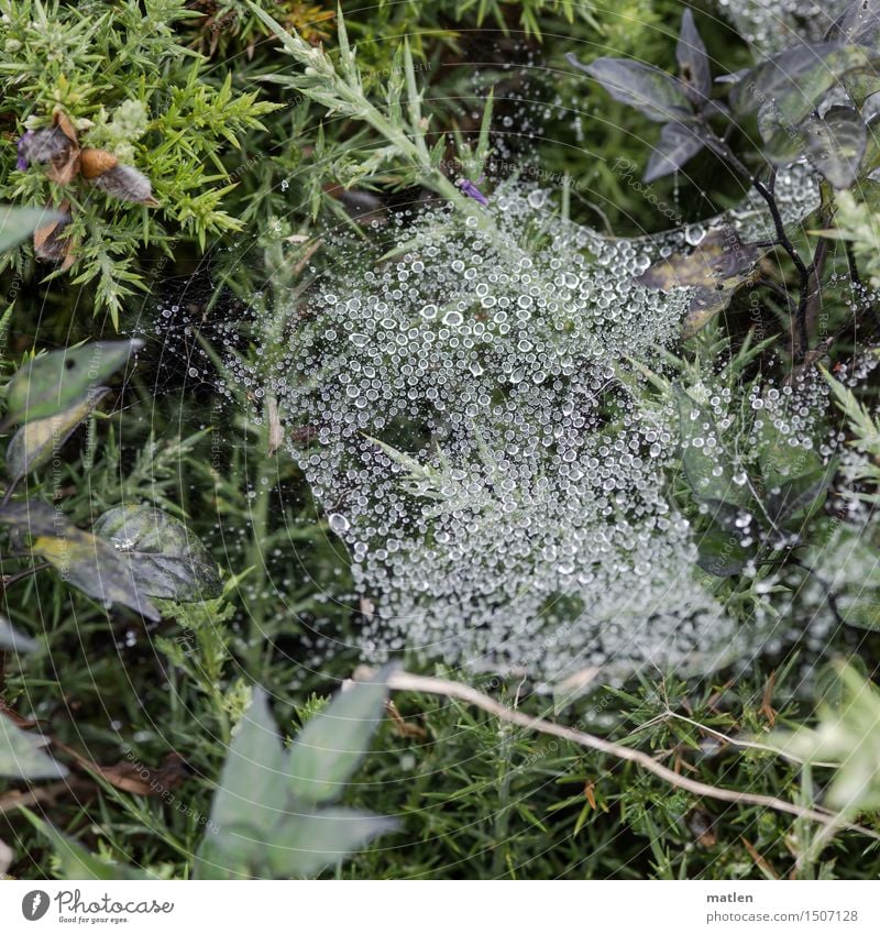 Mückentrampolin Pflanze Tier Wassertropfen Blume Gras Moos Blatt Wildpflanze Menschenleer frisch braun grün weiß Spinnennetz feucht Farbfoto Gedeckte Farben