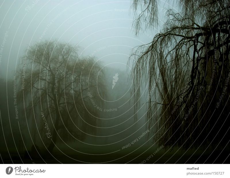 Trübsal ruhig Winter Garten Nebel Baum Park Traurigkeit dunkel blau grau grün Trauer Tod Einsamkeit Friedhof Dunst Weide Ast Zweig Gedeckte Farben Außenaufnahme