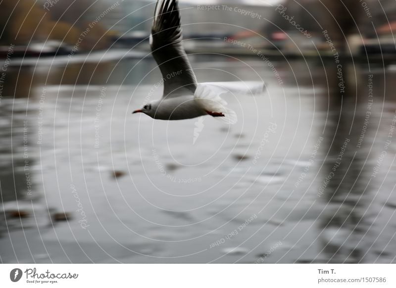 Stadtmöwe Berlin Stadtzentrum Altstadt Tier Vogel Möwe Bewegung Fluss Eis Winter Farbfoto Außenaufnahme Menschenleer Textfreiraum unten Tag