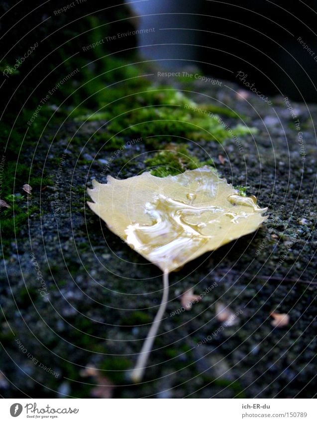 Lebenslauf Wasser Wassertropfen Spiegel Regen Natur Blatt Baum Herbst Jahreszeiten Stein Moos Zukunft Freude Optimismus