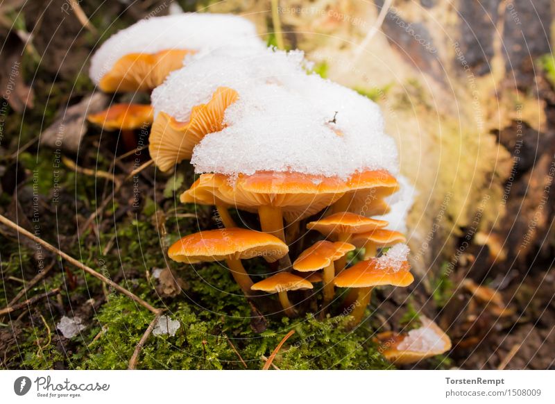 Samtfußrüblinge mit Schnee 1 Umwelt Natur orange weiß Pilz Pilze flammulina velutipes Winterpilz Speisepilz Frostresistent gemeiner samtfußrübling Hutpilz