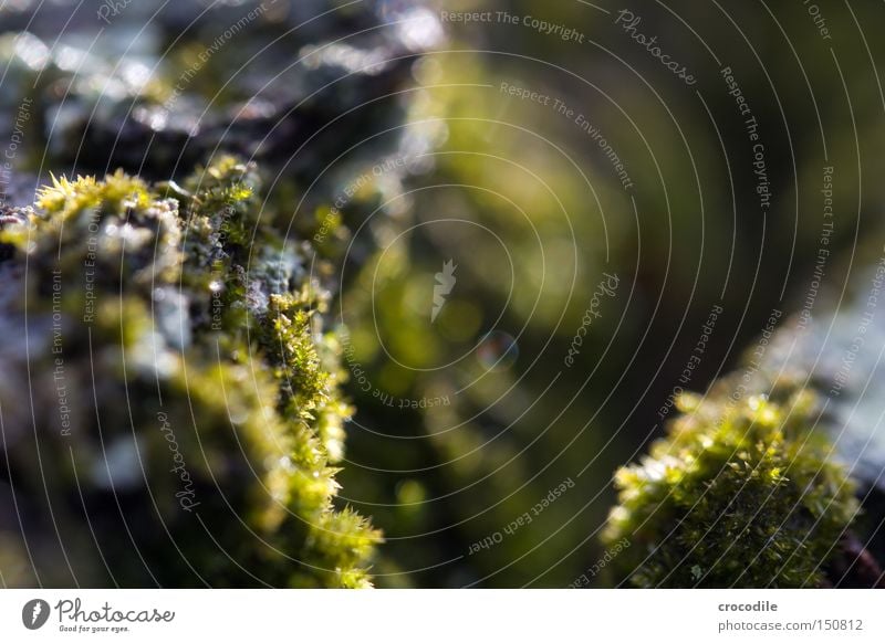 Moos Baumstamm Holz Baumrinde Unschärfe Makroaufnahme Nahaufnahme grau grün Pflanze Photosynthese Sauerstoff Luft Frieden