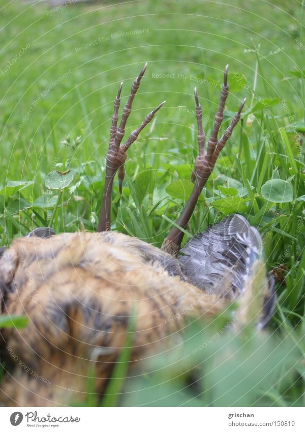 Absturz Vogel Tod Tier Beute Vergänglichkeit Opfer Ende hilflos liegen