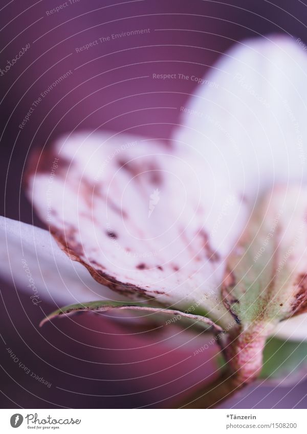 Winterblüten Natur Pflanze Schönes Wetter Blume Rose Blüte Christrose Garten Park ästhetisch frisch natürlich positiv schön violett rosa rot weiß Farbfoto