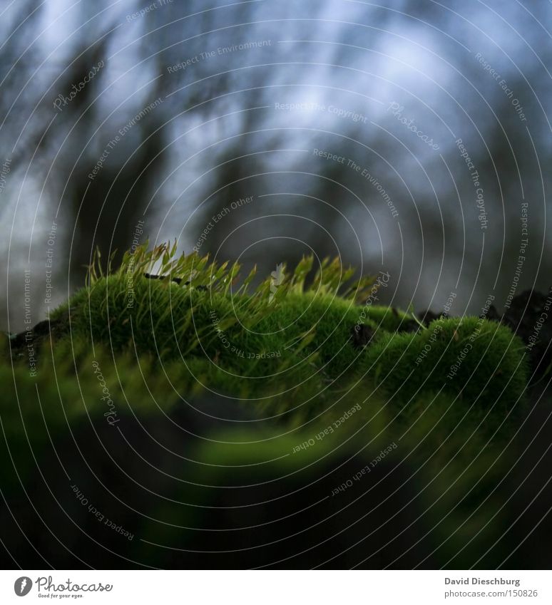 Ohne Moos nix los Pflanze grün Wald Wiese Gras Halm Wachstum feucht nass Himmel Baum Unschärfe Makroaufnahme Nahaufnahme Herbst sky