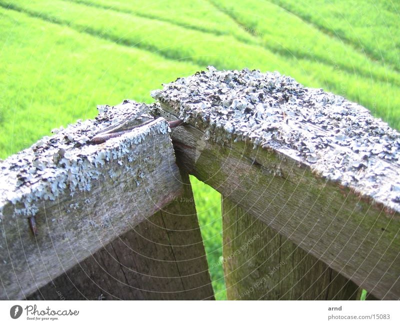 hochsitz I Hochsitz Feld grün Holz Nagel Unschärfe Fährte Wiese Gras Spuren verfallen tracks Flechten schalholz Holzbrett Pflanze