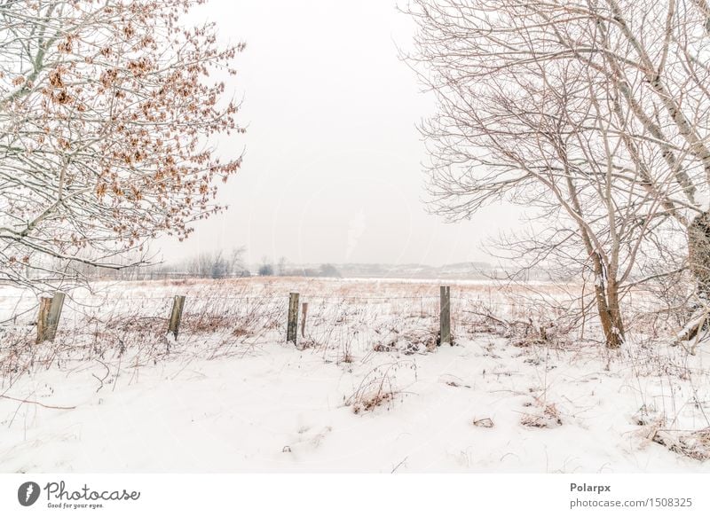 Zaun in einer Winterlandschaft schön Schnee Umwelt Natur Landschaft Himmel Wetter Nebel Baum Gras Wald Coolness grau weiß Skandinavien Dänemark Weihnachten kalt