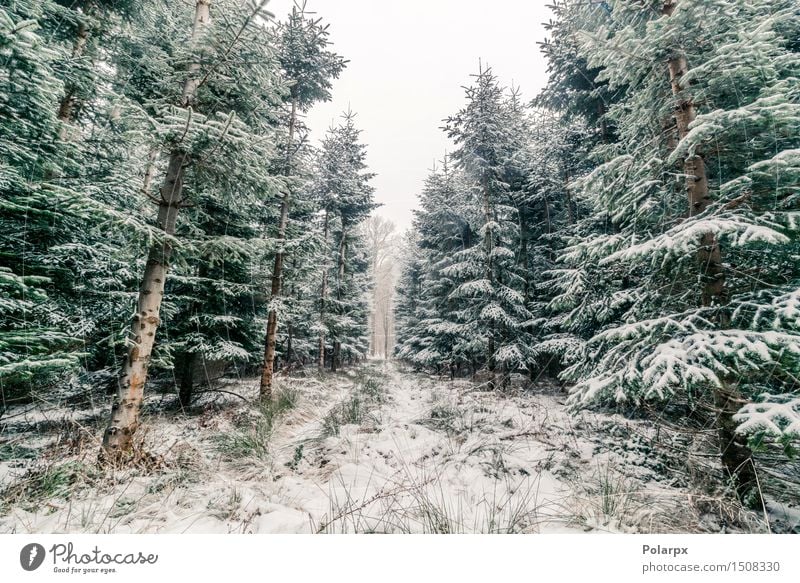 Kiefern im Winter schön Ferien & Urlaub & Reisen Schnee Berge u. Gebirge Umwelt Natur Landschaft Pflanze Himmel Klima Wetter Nebel Schneefall Baum Wald hell