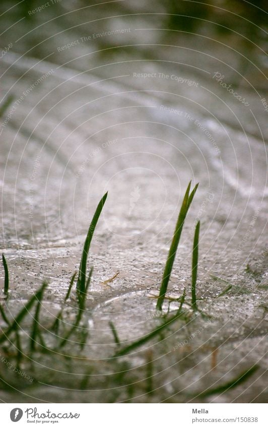 eingeschlossen Eis Gras Halm Pfütze gefroren Frost kalt Winter Klirren grün Schnee