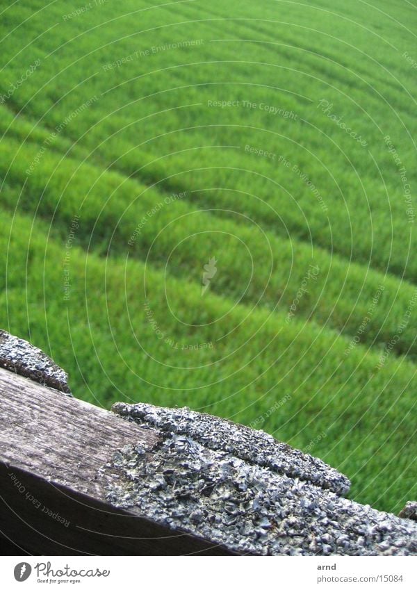 hochsitz II Hochsitz Feld grün grau Holz Unschärfe Fährte Wiese Gras Spuren verfallen alt tracks Flechten schalholz Holzbrett Pflanze