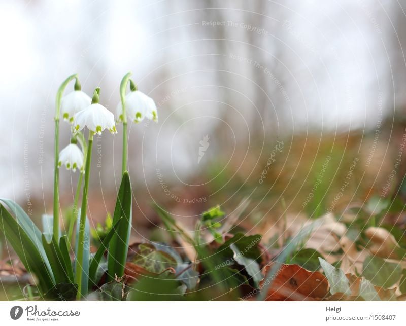 im Frühlingswald Umwelt Natur Landschaft Pflanze Schönes Wetter Blume Blatt Blüte Wildpflanze Märzenbecher Wald Blühend Wachstum ästhetisch schön natürlich