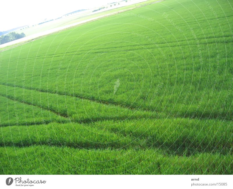 hochsitz III Hochsitz Feld grün Aussaat kreuzen Fährte Wiese Gras Spuren fahrrillen Pflanze Getreide Perspektive tracks Flechten schalholz Holzbrett