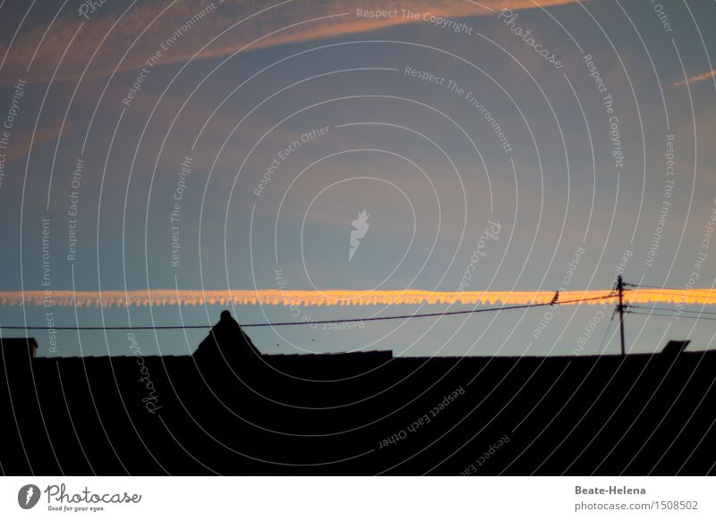 Abendstimmung Erholung ruhig Meditation Feierabend Energiewirtschaft Dorf Haus Vogel beobachten entdecken Blick Häusliches Leben Gefühle Stimmung Zufriedenheit