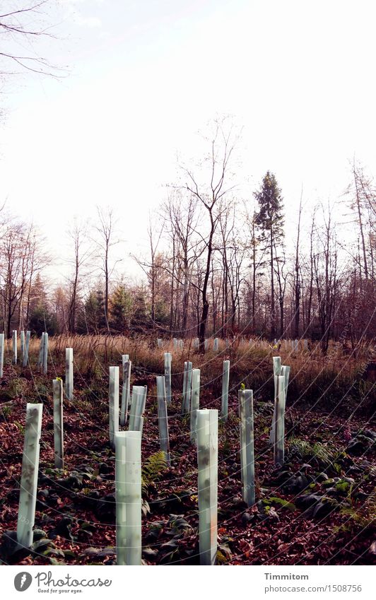 Ja was weiß denn ich!? Umwelt Natur Pflanze Erde Herbst Wald Kunststoff Wachstum braun grün Waldlichtung Fichte Laubbaum kahl Aufforstung Schutzhülle Farn