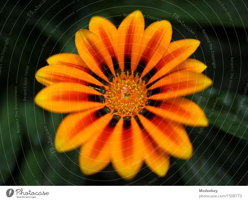 Sonnenkinder Umwelt Natur Pflanze Sommer Schönes Wetter Blume Blatt Blüte Topfpflanze exotisch Garten Blühend Duft leuchten schön natürlich rund verrückt braun