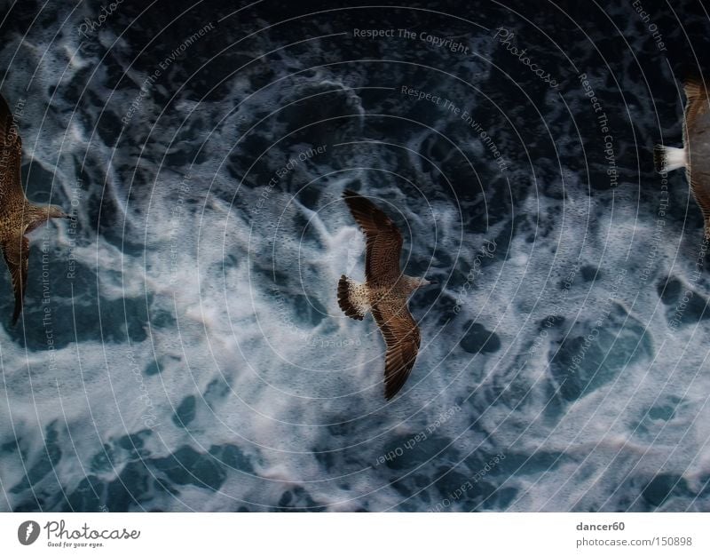 Durchflug Möwe Wasser Vogel Meer Ferien & Urlaub & Reisen Vogelperspektive Bewegung blau Gischt Schifffahrt