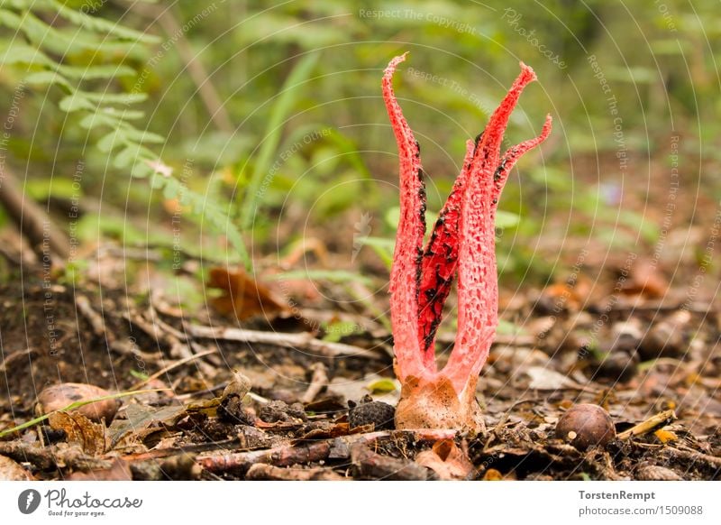 Tintenfischpilz Wald rot skurril Australien Geografie Neuseeland Australien + Ozeanien aasgeruch anthurus archeri clathrus archeri eingeschleppt einwanderer