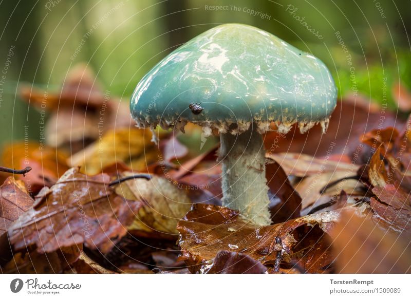 Blauer Träuschling Umwelt Sommer Herbst Wald blau braun grün orange Stropharia caerulea Pilz Waldpilz Waldpilze Hutpilz Lamellenpilz Blatt Laubwald Nahaufnahme