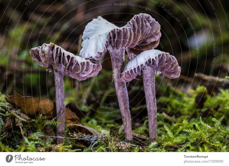 Violetter Lacktrichterling Moos Wald violett Amethystblaue Champignonartige Heidetrüffelverwandte Hydnangiaceae Laccaria Laccaria amethystea Lacktrichterlinge