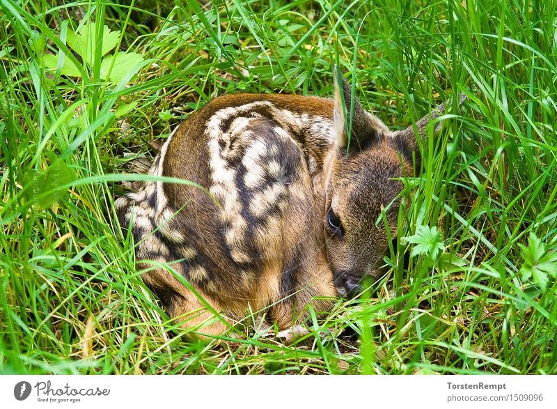 Fawn 2 Wiese Wald Tierjunges klein braun grün weiß Hirsche Paarhufer Reh Rehkitz ruminantia Thüringen trughirsche Wiederkäuer Farbfoto Außenaufnahme Nahaufnahme