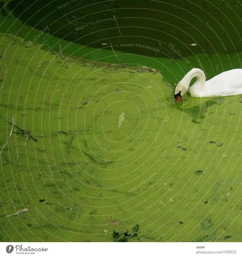 Schwanensee Umwelt Natur Landschaft Pflanze Tier Park Seeufer Wildtier Vogel 1 Fressen Schwimmen & Baden grün weiß Wasseroberfläche Algen Algenteppich Hals