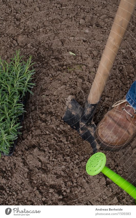 Gartenarbeit Sommer Küche Arbeit & Erwerbstätigkeit Werkzeug Natur Pflanze Erde Blatt Dorf Gießkanne Wachstum frisch natürlich grün Ackerbau Lavendel Kasten