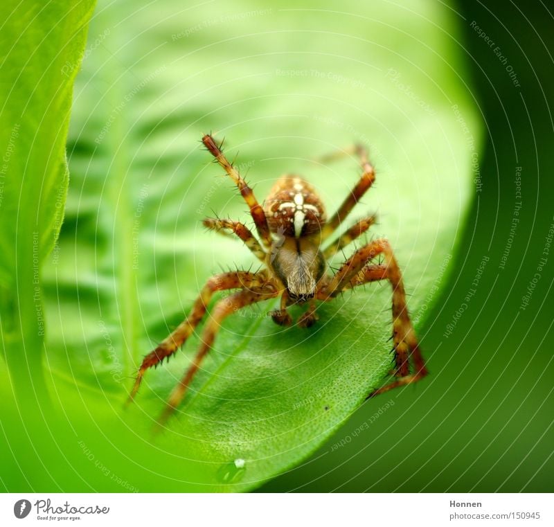 Leisetreter Kreuzspinne Radnetzspinne Wiese Blatt grün Netz Dieb Webspinne Natur Araneomorphae