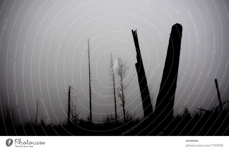 Klimawandel Sturm Schaden Sturmschaden Schwarzwald Wald Baum Nebel Schwarzweißfoto