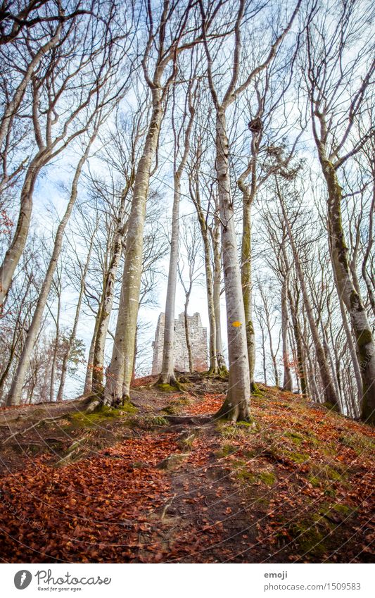 Wahrzeichen Umwelt Natur Landschaft Schönes Wetter Wald Burg oder Schloss Ruine Sehenswürdigkeit Denkmal alt außergewöhnlich Farbfoto Außenaufnahme Menschenleer