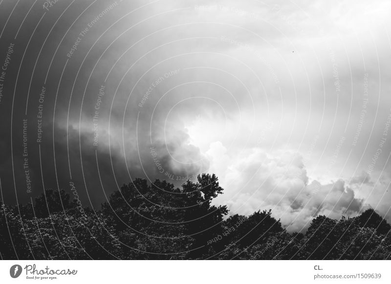 wolken Umwelt Natur Urelemente Himmel Wolken Gewitterwolken Klima Wetter schlechtes Wetter Unwetter Sturm Baum dunkel Schwarzweißfoto Außenaufnahme Menschenleer