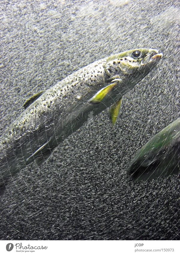 Wo gehts hier zum Brötchen? Fisch Hering Flosse Wasser Blase Luftblase Fluss Meer blau Blick tauchen tief fließen Unterwasseraufnahme Schwimmen & Baden