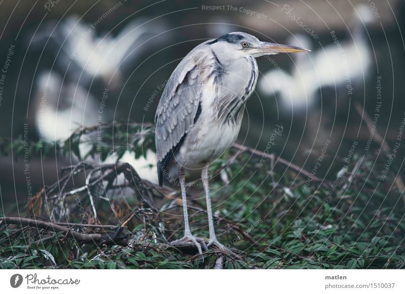 Mitesser Pflanze Tier Baum Haustier Wildtier Vogel Tiergesicht Flügel Zoo 1 Tiergruppe Schwarm füttern braun grau grün weiß Pelikan Graureiher Futterdieb