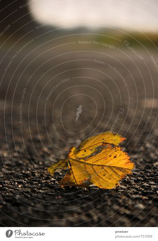 Gefallen Blatt Herbst Winter kalt welk gelb trocken Wege & Pfade Asphalt grau trist Baum mögen