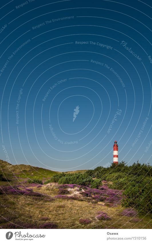 Amrum / Leuchtturm Umwelt Natur Landschaft Pflanze Himmel Wolkenloser Himmel Sommer Heidekrautgewächse Ferien & Urlaub & Reisen Stranddüne Menschenleer