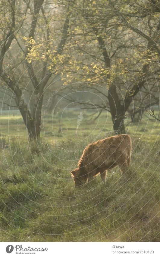 Kalb Natur Tier Baum Wiese Wald Fell Wildtier Kuh Fressen frei Freundlichkeit kuschlig klein Rind Bulle buschig Waldlichtung Weide Farbfoto Gedeckte Farben