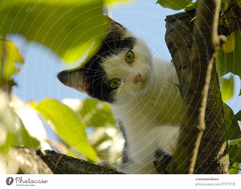 maui_01 Katze Katzenbaby Hauskatze Haustier Pfote Kirschbaum Baum Blauer Himmel klein Fell Streicheln Klettern Tier cremesieben