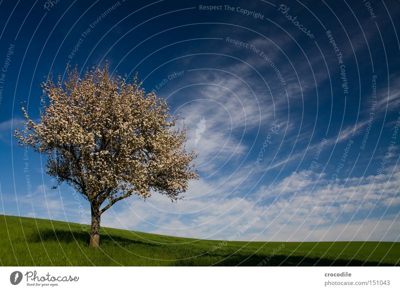 Frieden... Baum Wolken Apfelbaum Birnbaum Pol- Filter Wiese grün Ast Baumstamm Gras Wachstum Frucht Ernährung Frühling blühen frühling Lebensmittel