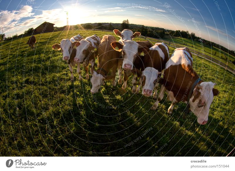 was guckst du?? Kuh Kalb Wiese Sonne Gegenlicht Wolken Fischauge Horn Fleck gefleckt Ohr Blick Herde Säugetier