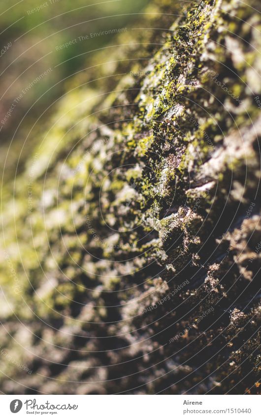 Wetterseite Pflanze Klima Baum Baumstamm Echter Walnussbaum Baumrinde Moos einzigartig braun grün Falte gefurcht Furche feucht verwittert Farbfoto Außenaufnahme