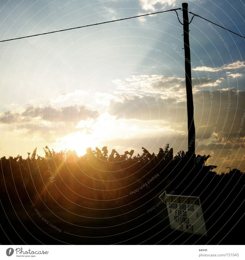 Chook-Bird-Dog Feld Sonnenuntergang Hinweisschild Strommast Telefonmast Leitung Beleuchtung Himmel Wolken Pfeil Schriftzeichen Weide Abend Sommer