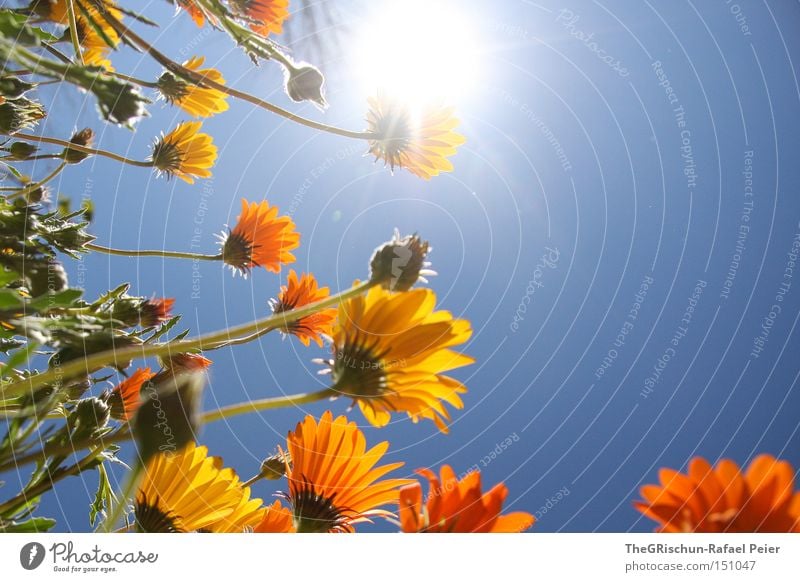 Vielen Dank für die Blumen... Sonne Himmel Beleuchtung Leben Blühend Reifezeit gelb orange blau grün Wachstum