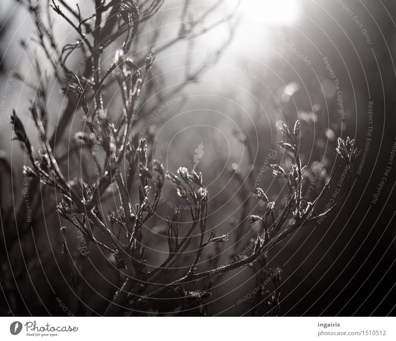 Frostige Stimmung Natur Pflanze Sonnenlicht Winter Eis Sträucher laublos Samen Zweige u. Äste Garten frieren glänzend dehydrieren kalt natürlich grau schwarz