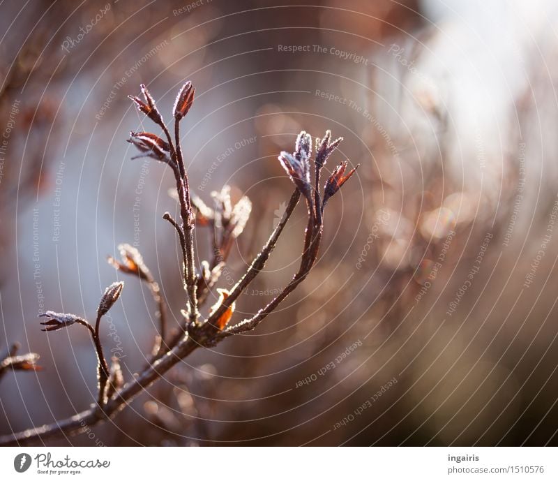 Frostblüten Pflanze Winter Eis Sträucher verblüht Garten frieren leuchten dehydrieren natürlich trocken blau braun weiß Natur Stimmung Vergänglichkeit