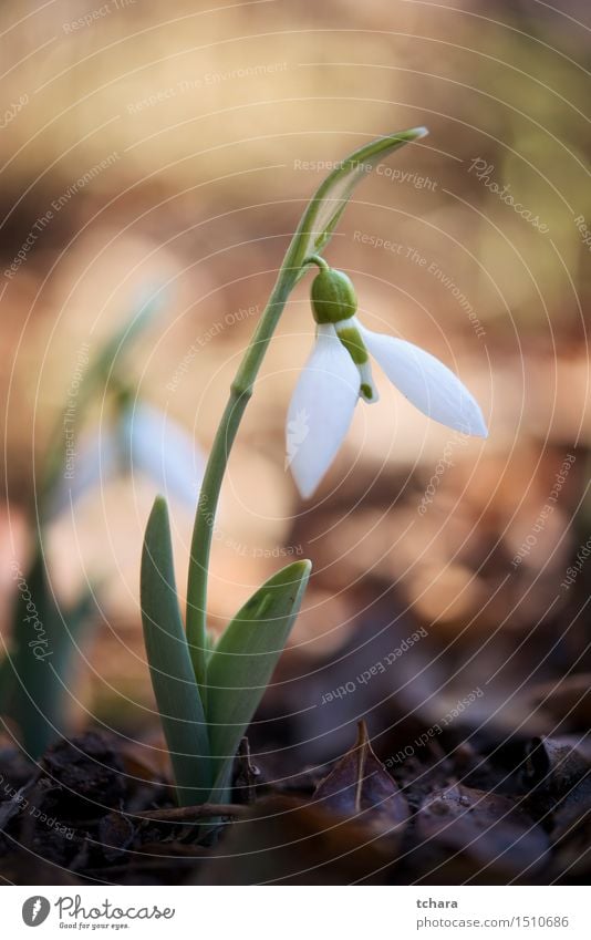 Schneeglöckchen schön Winter Garten Natur Pflanze Blume Tulpe Blatt Blüte Wildpflanze Wald frisch natürlich dünn grün weiß Frühling Botanik Hintergrund geblümt