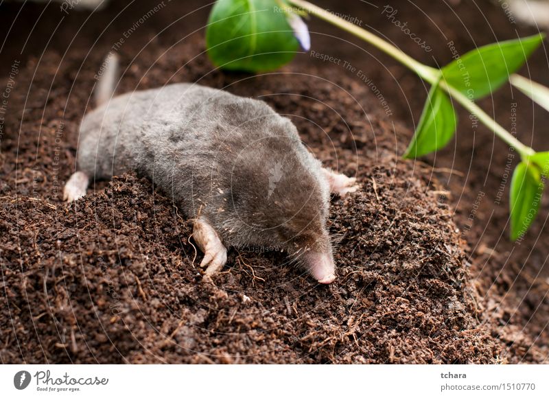 Maulwurf Garten Natur Tier Erde Gras Wiese Fell Wildtier 1 braun schwarz Leberfleck Nagetiere Säugetier Graben Maulwurfshügel Tierwelt Schnauze blind Hügel