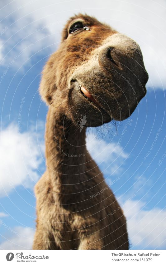 Kein Ohr Esel Lippen Tier Himmel Wolken lustig Perspektive Hals Auge Nase Säugetier Eselsohr Neugier lachen grinsen langhalsig Nasenloch el burro Farbfoto